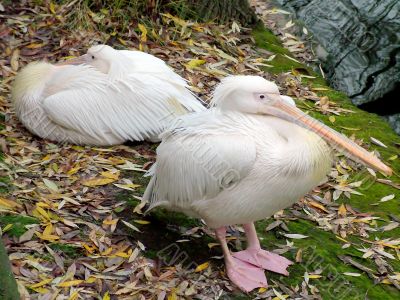 Pelican