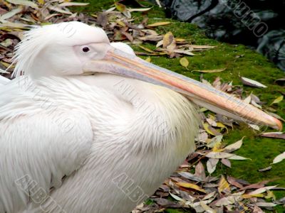 Pelican