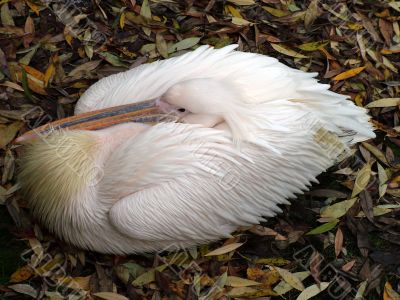 Pelican