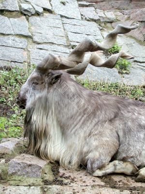 Old goat