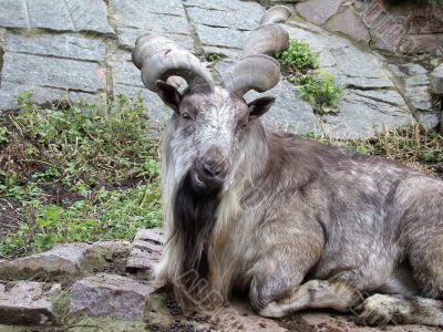 Old goat