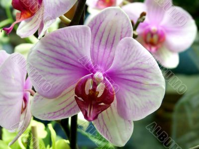 Flowering orchids
