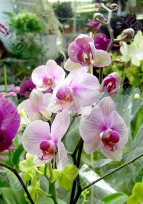 Flowering orchids