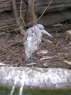 Gray heron