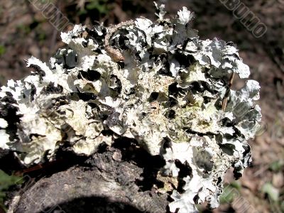 Fungus on the tree