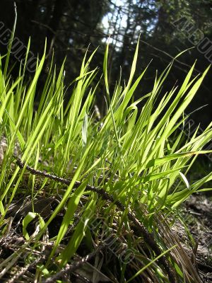 Spring grass