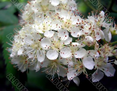 Cherries flowers