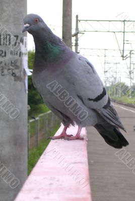 Pigeon