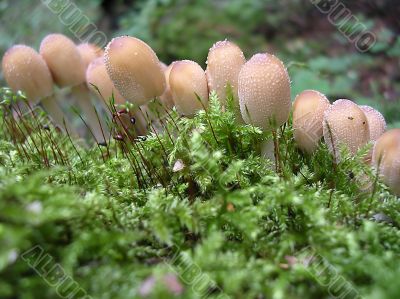 Fungus family