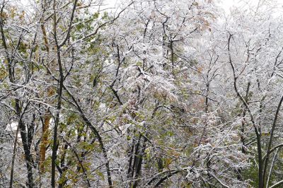 Winter came to town
