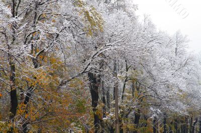 Winter came to town