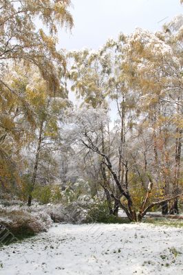 Winter came to town