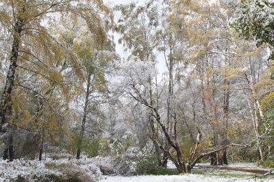 Winter came to town