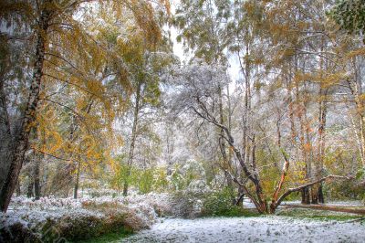 Winter came to town