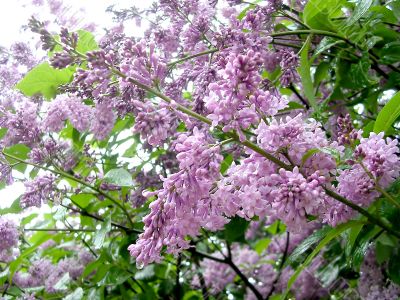 Lilac flowers