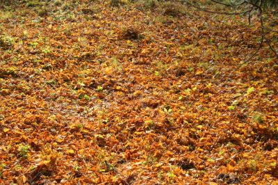 Autumn