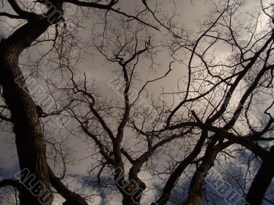 Early spring in a park