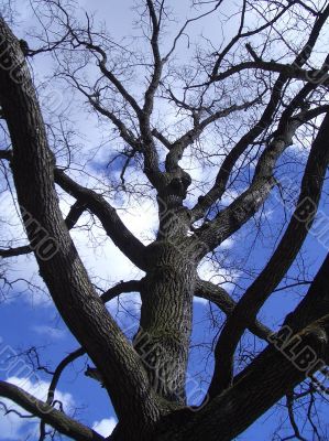 Early spring in a park