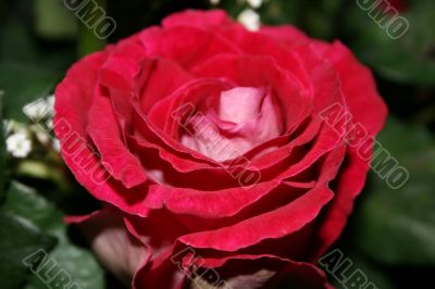Beautiful Rose with leaves