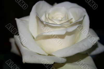Beautiful Rose with leaves