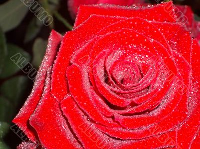 Beautiful Rose with leaves