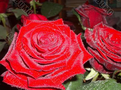 Beautiful Rose with leaves