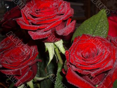 Beautiful Rose with leaves