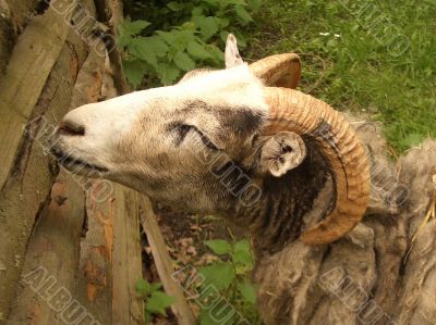 Ram in a green field