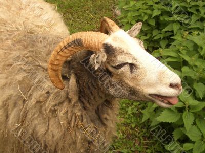 Ram in a green field