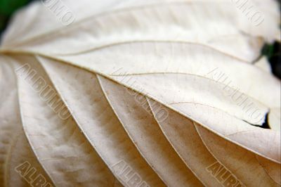 Fallen Leaf