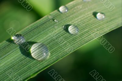 Grass