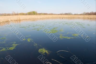 Swamp
