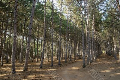 Forest