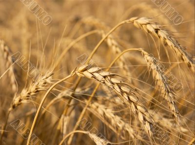 Wheat