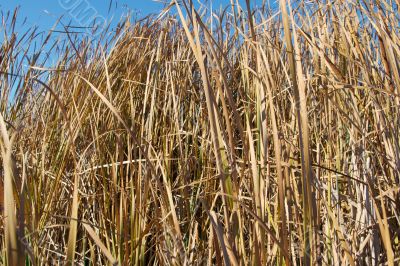 Reed