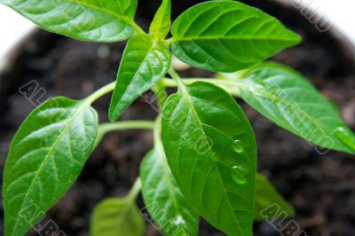 Plant