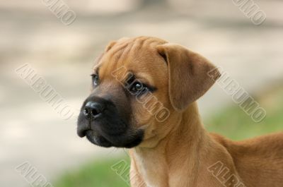 Puppy