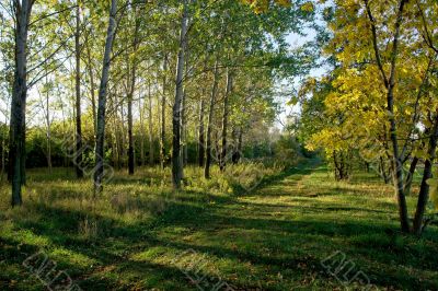 Forest