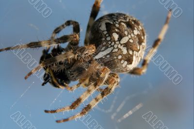 Spider