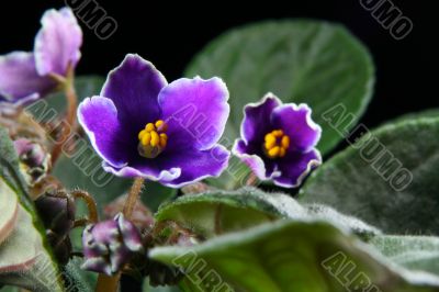 African violet