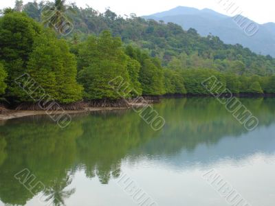 dense forest along tropical river