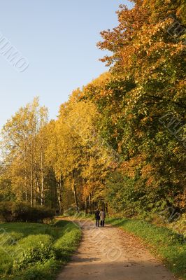 Walking through the autumn