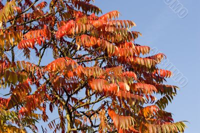 Fall leaves