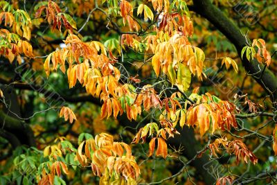 Autumn