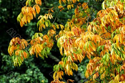 Autumn