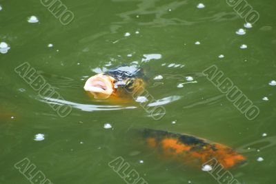 Koi in the lake