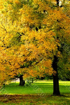 Herbstlaub