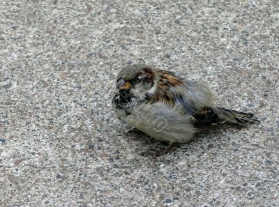 Sparrow