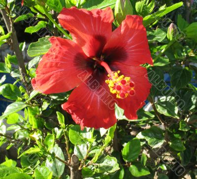 Flower