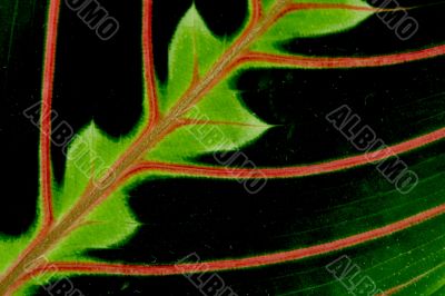 Green color leaf